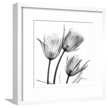Three Tulips in Black and White Framed Art Print Wall Art by Albert Koetsier 19x19 Sold by Art.Com | Walmart (US)