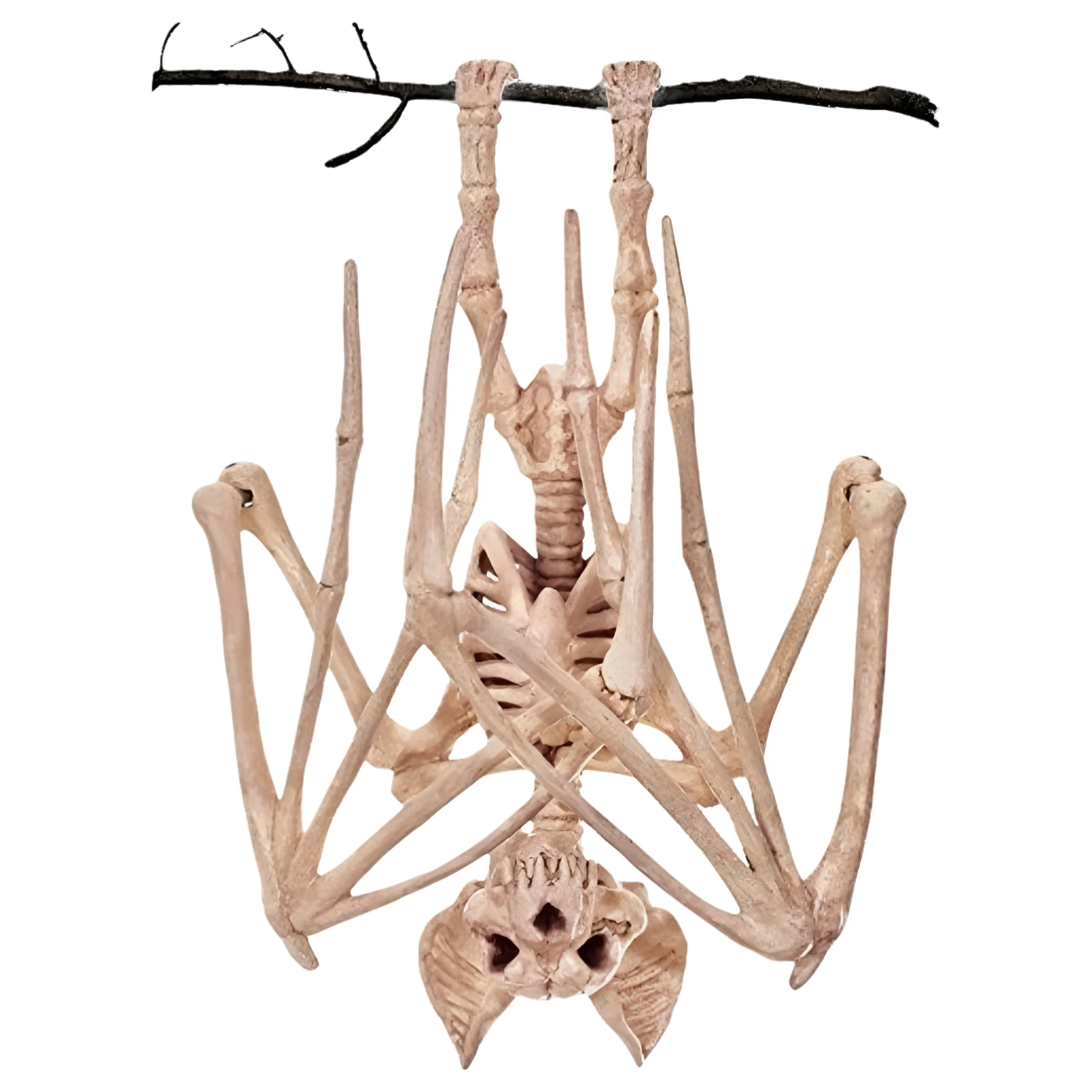 Official Crazybonez Faux Bat Skeleton | Walmart (US)