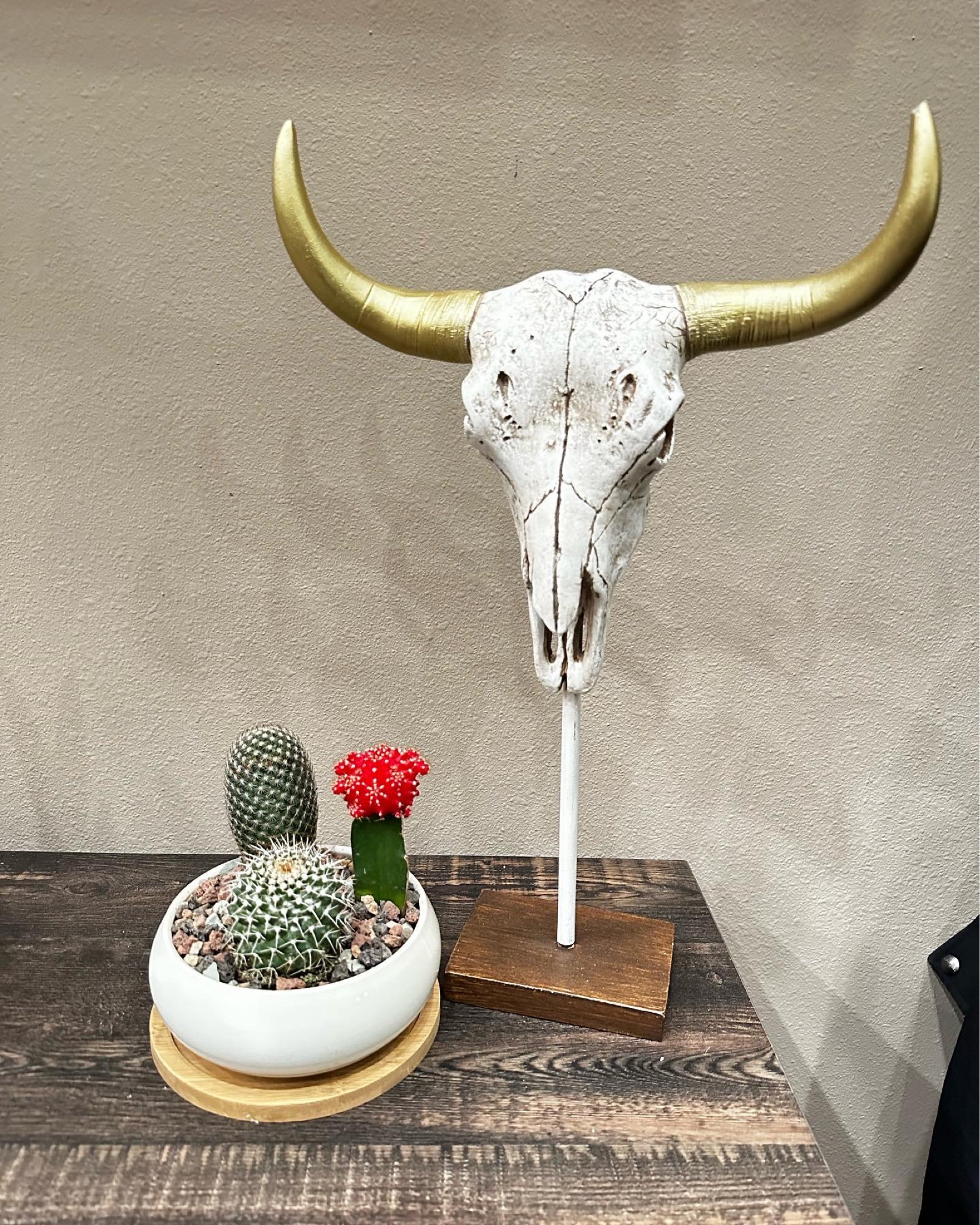 Cute succulent vase set of two and longhorn decor. 

Western decor, long horn, cactus, pot, home decor 

#LTKhome #LTKFind #LTKunder100