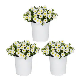 Metrolina Greenhouses White Calibrachoa in 2 Quart(s) Pot 3 -Pack | Lowe's