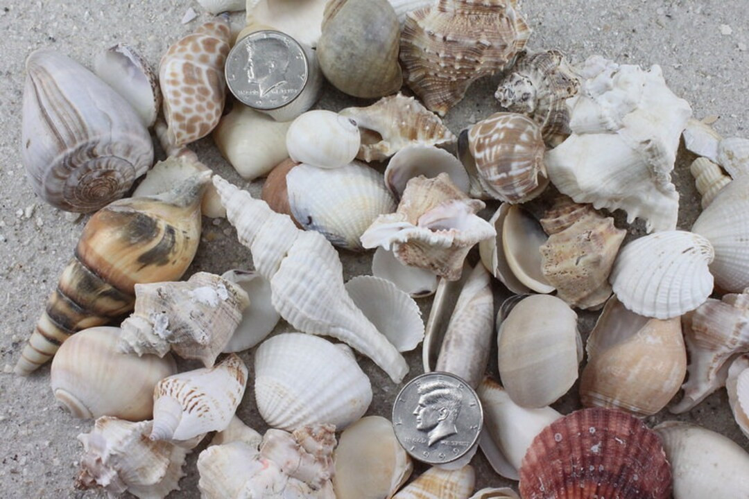 2 Kilos 5 Lbs of Large Mix Shells Natural - Etsy | Etsy (US)