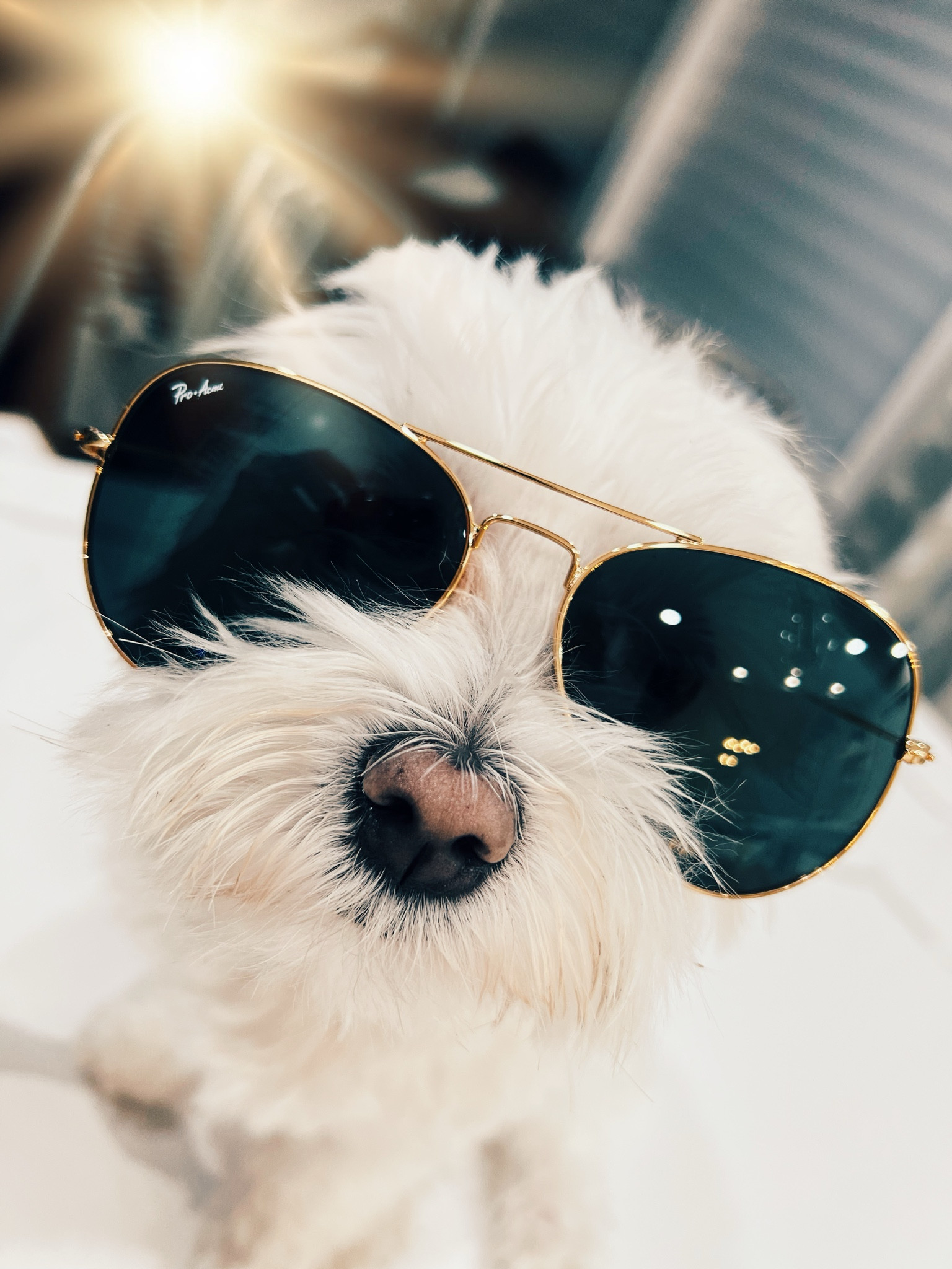 🚨SALE alert⚠️ Up to 50% Rayban aviators!!! 1 gift guaranteed to look cool on everyone😎🤣
Sale 
Gift idea 
Sun Glasses
Rayban


#LTKsalealert #LTKHoliday #LTKGiftGuide