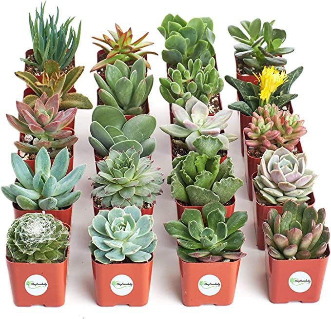 Shop Succulents | Unique Collection of Live Succulent Plants, Hand Selected Variety Pack of Mini ... | Amazon (US)
