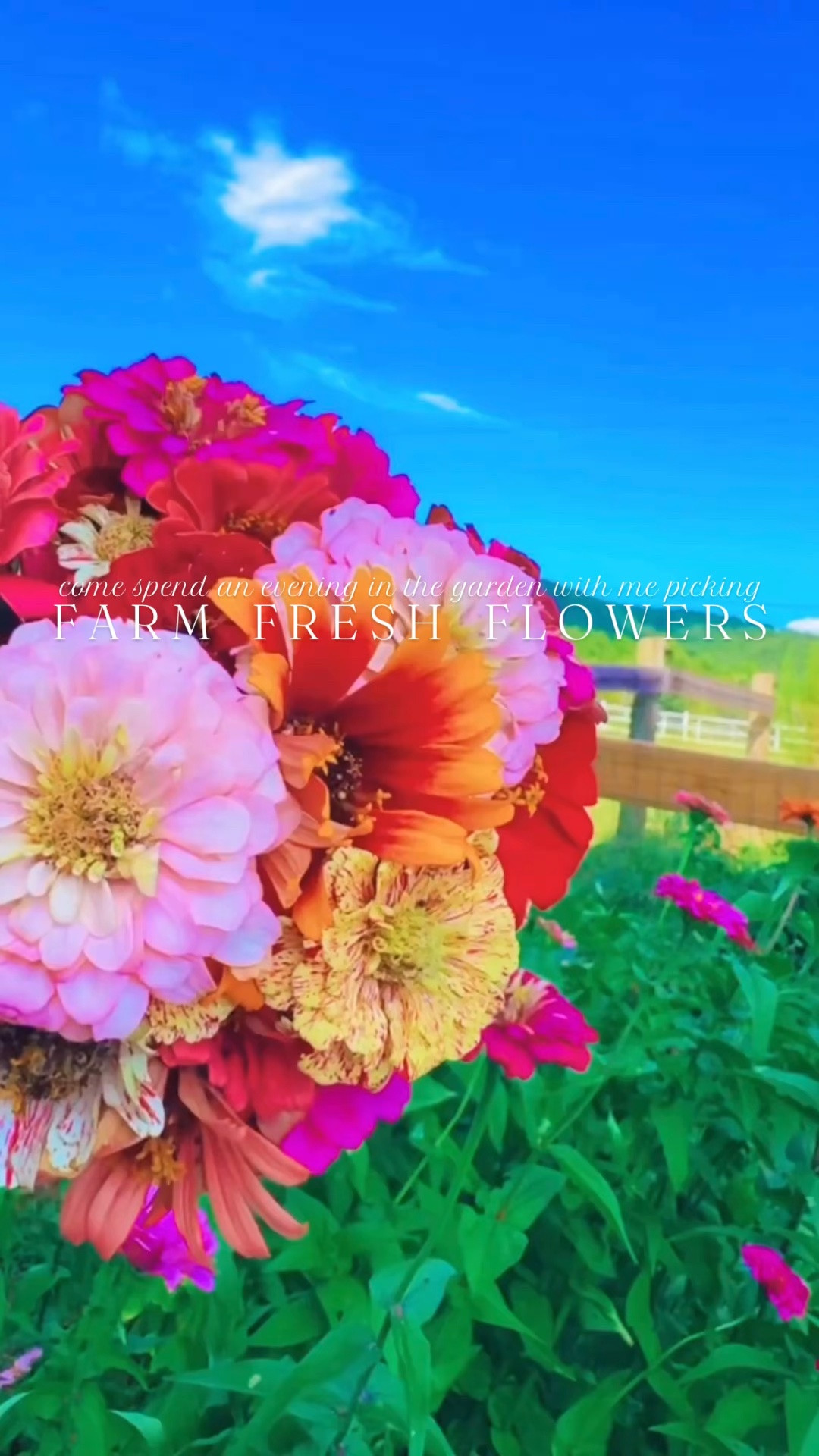 on cloud ☁️ nine 💫 with all these homegrown flowers 💐 and beauty to fill 🫙 the farmhouse with 🏡 these sweet september days 👩‍🌾🌼🦋🌾🌸🪻 #homegrowngoodness #zinniaseason #farmfreshflowers #farmhouseliving #mycountrygarden