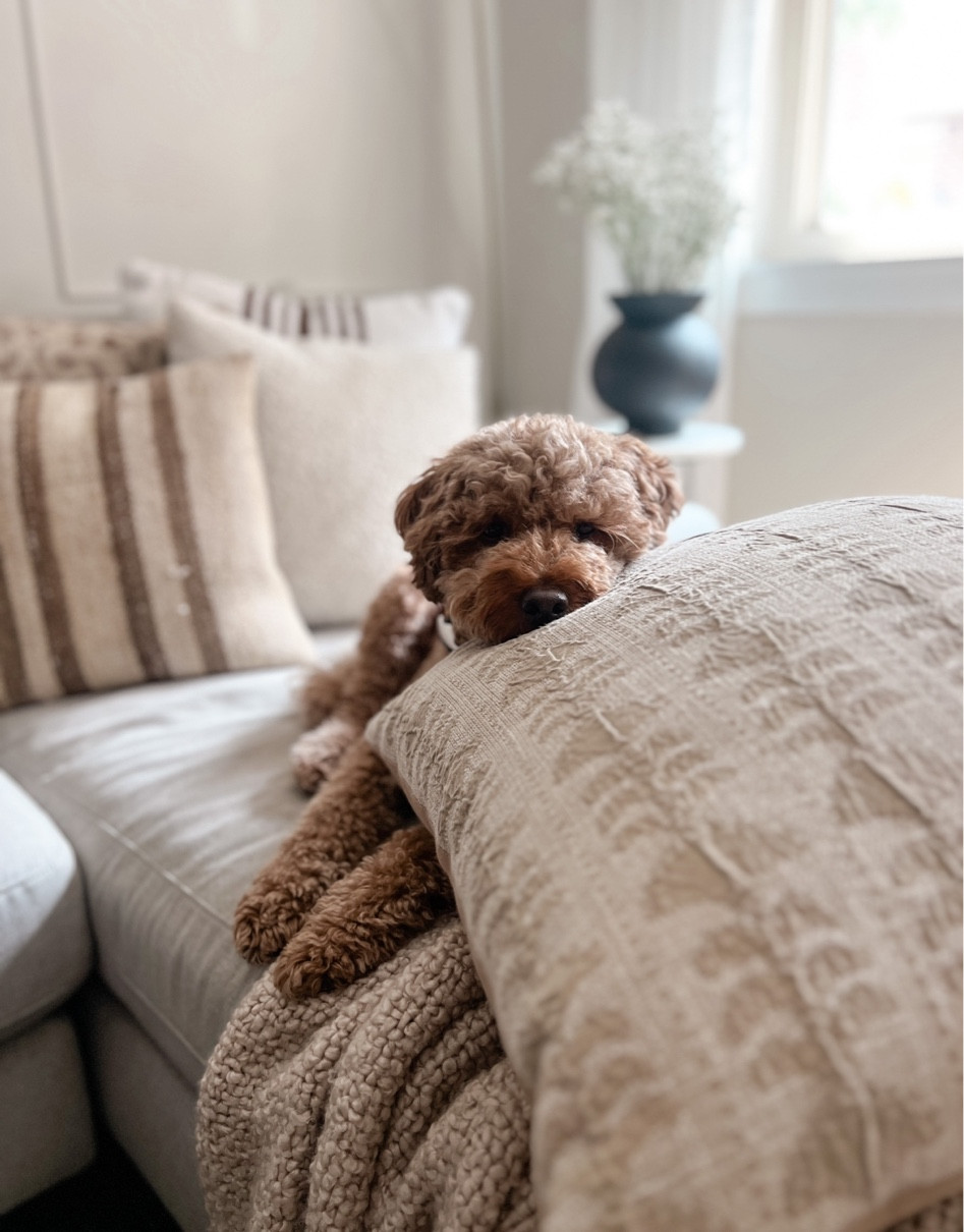 This pretty (and affordable) neutral throw pillow is Timmy approved! Living room decor 

#LTKunder50 #LTKFind #LTKhome