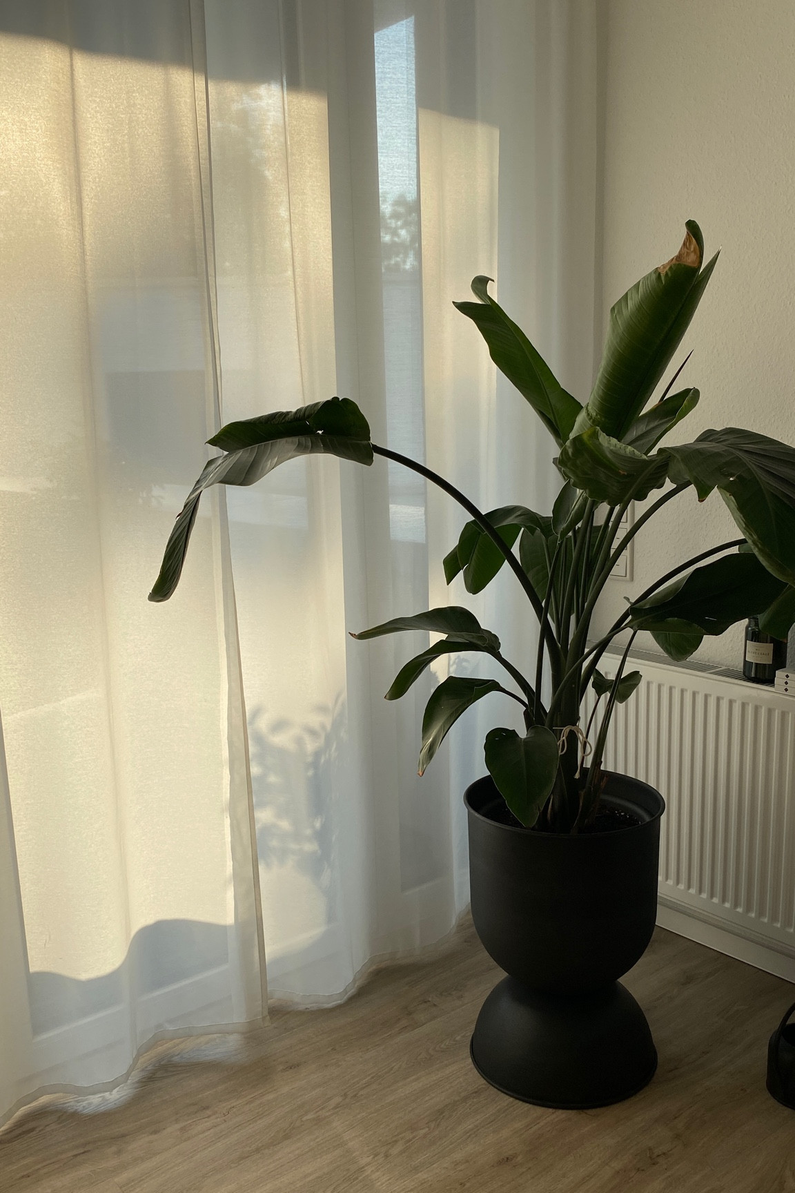 cozy home #sunlight #interior #home #fermliving #hourglass #livingroom 

#LTKeurope #LTKhome
