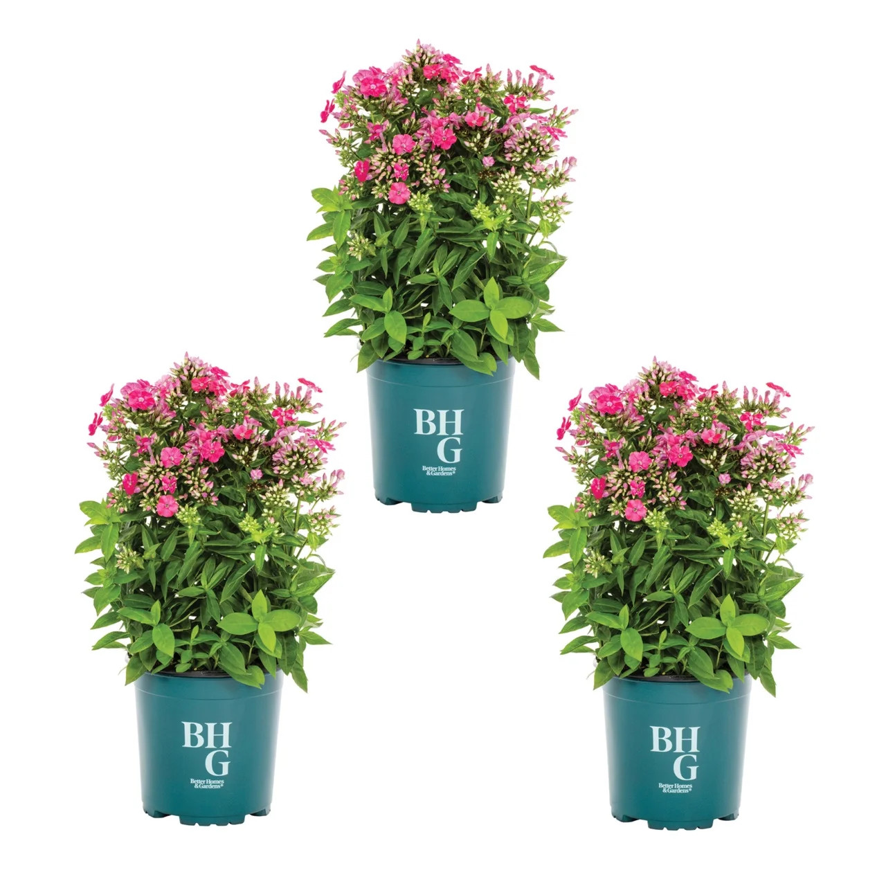 Better Homes & Gardens 2.5QT Pink Phlox Live Perennial Plant Sun 3-Pack | Walmart (US)