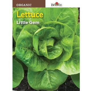 Burpee Lettuce Little Gem Organic Seed-68434 - The Home Depot | The Home Depot