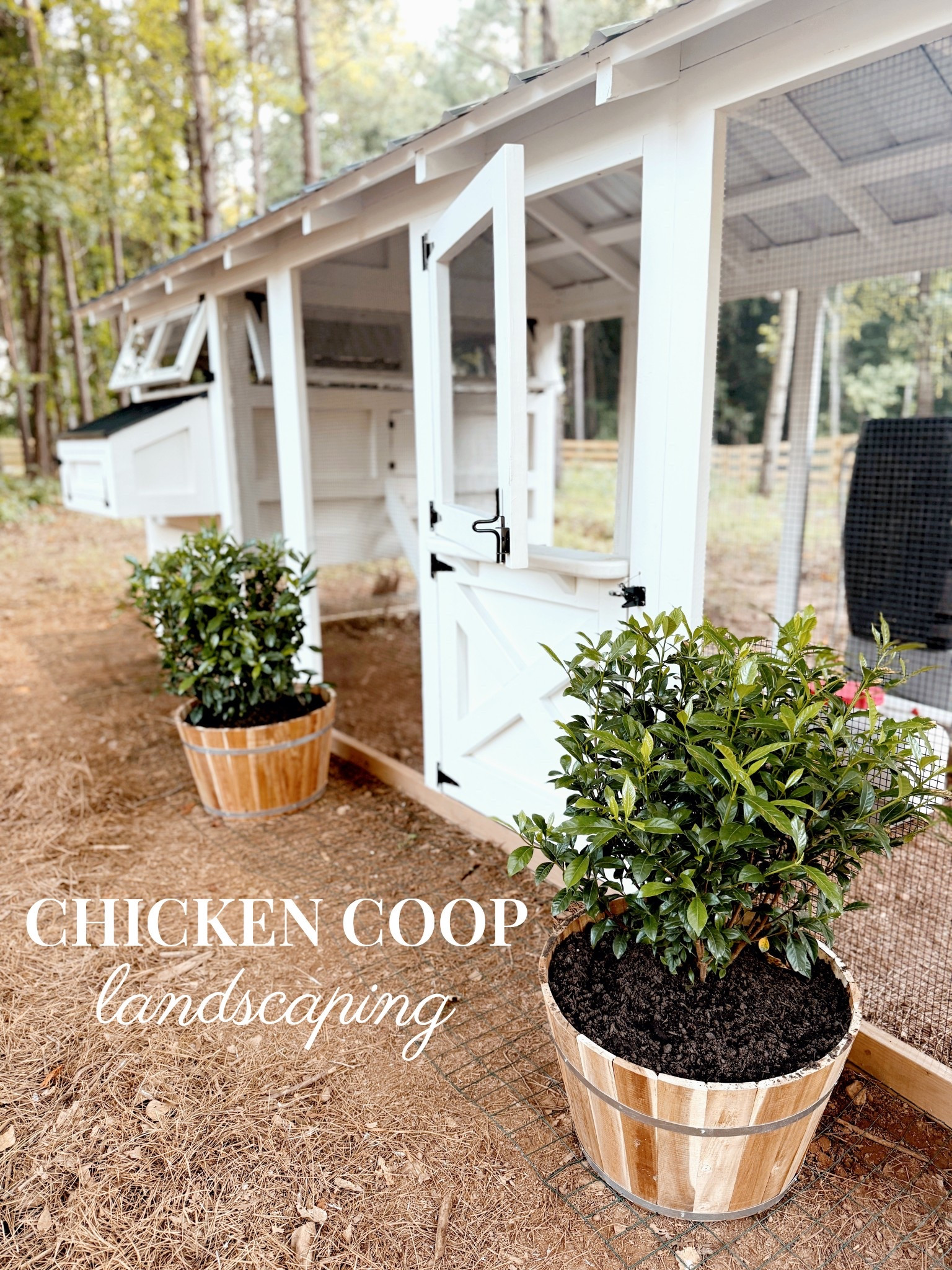 Safety first 🐔✔️ Today we installed the predator apron around our American Coop from Carolina Coops—a must for keeping digging critters out and our hens safe inside!
⁠
This setup has been a labor of love—we painted it ourselves, use hemp bedding with the deep litter method (only clean it once a year 🙌🏼), and now it’s fully protected with the predator apron securely buried around the perimeter.
⁠
It’s peace of mind and a pretty coop 💛

#CarolinaCoops #AmericanCoop #PredatorProofing #BackyardChickens #LTKHome #LTKFarmhouse #PorcheAndCo #ChickenKeepingTips #DIYChickenCoop #HempBedding #DeepLitterMethod #ChickenCoopDesign #ModernHomestead

#LTKHome #LTKFamily #LTKSeasonal