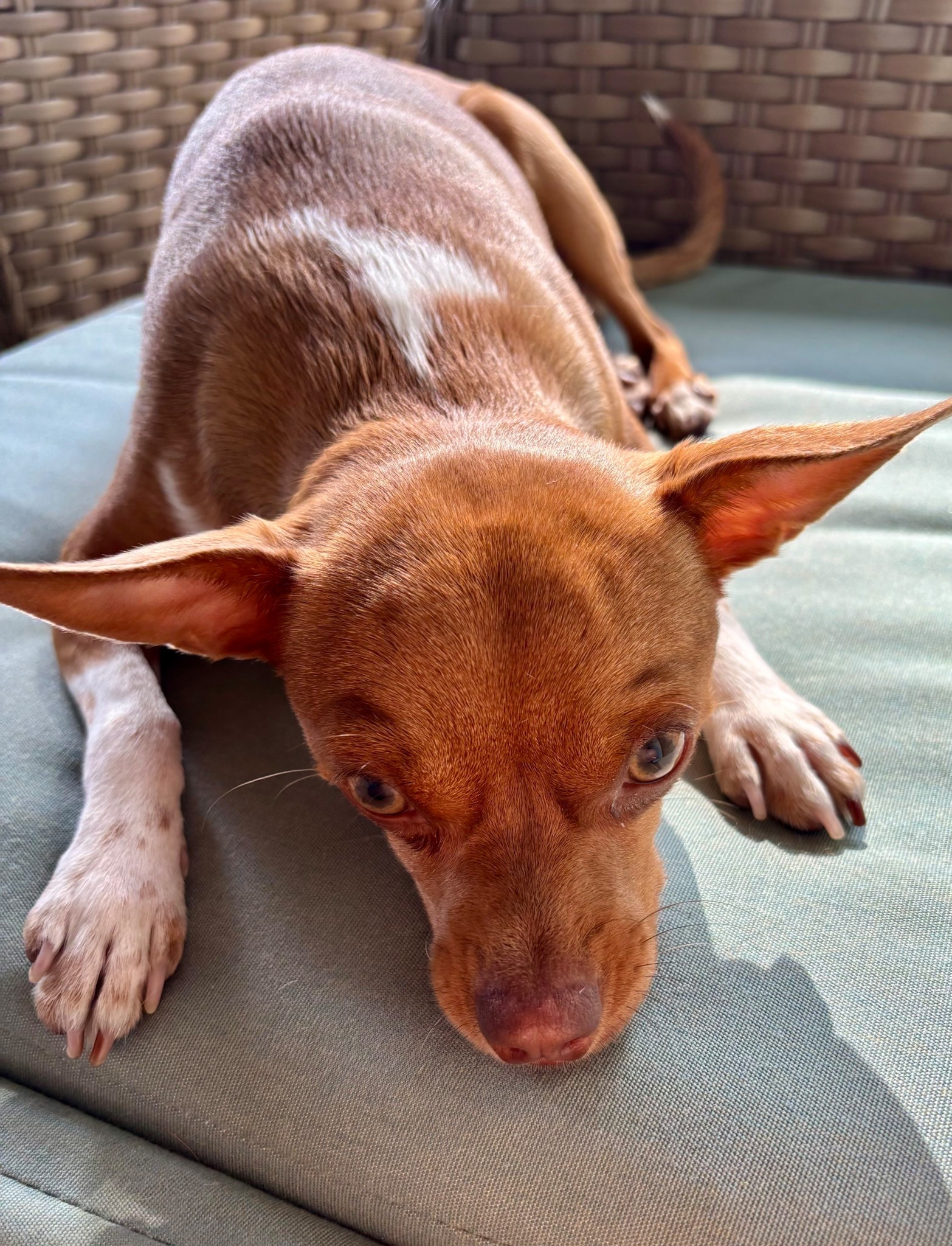 #LifeOnTikTok #TikTokPartner #TikTokMadeMeBuyIt Birdie thinks you need some new outside furniture from wayfair for the fall! https://creatoriq.cc/3JZioJ3 
#WayfairCreator #fyp #foryourpage #foryou #trending #like #likeforlike #follow #followforfollow #patio #outdoor #asmr #mom #momblogger #saturday #workout #shop #link #affiliate #trending #blogger #vlogger #shoppingvlog #halloween #thanksgiving #christmas #countdowntochristmas #ifyouwanttoeatyouhavetocook

#LTKFindsUnder100 #LTKMidsize #LTKHome