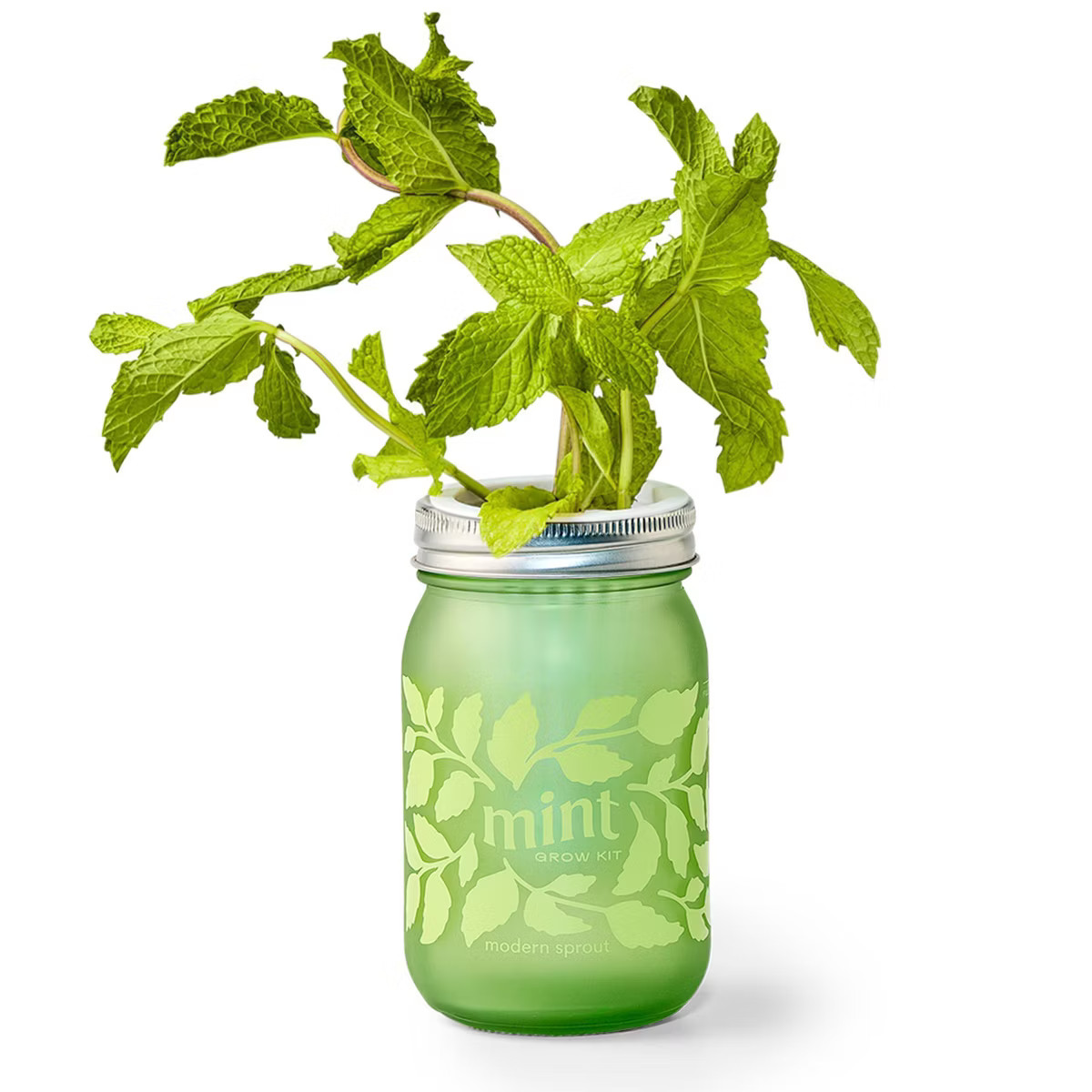 Modern Sprout Mint Green Pint Jar Grow Kit | Target