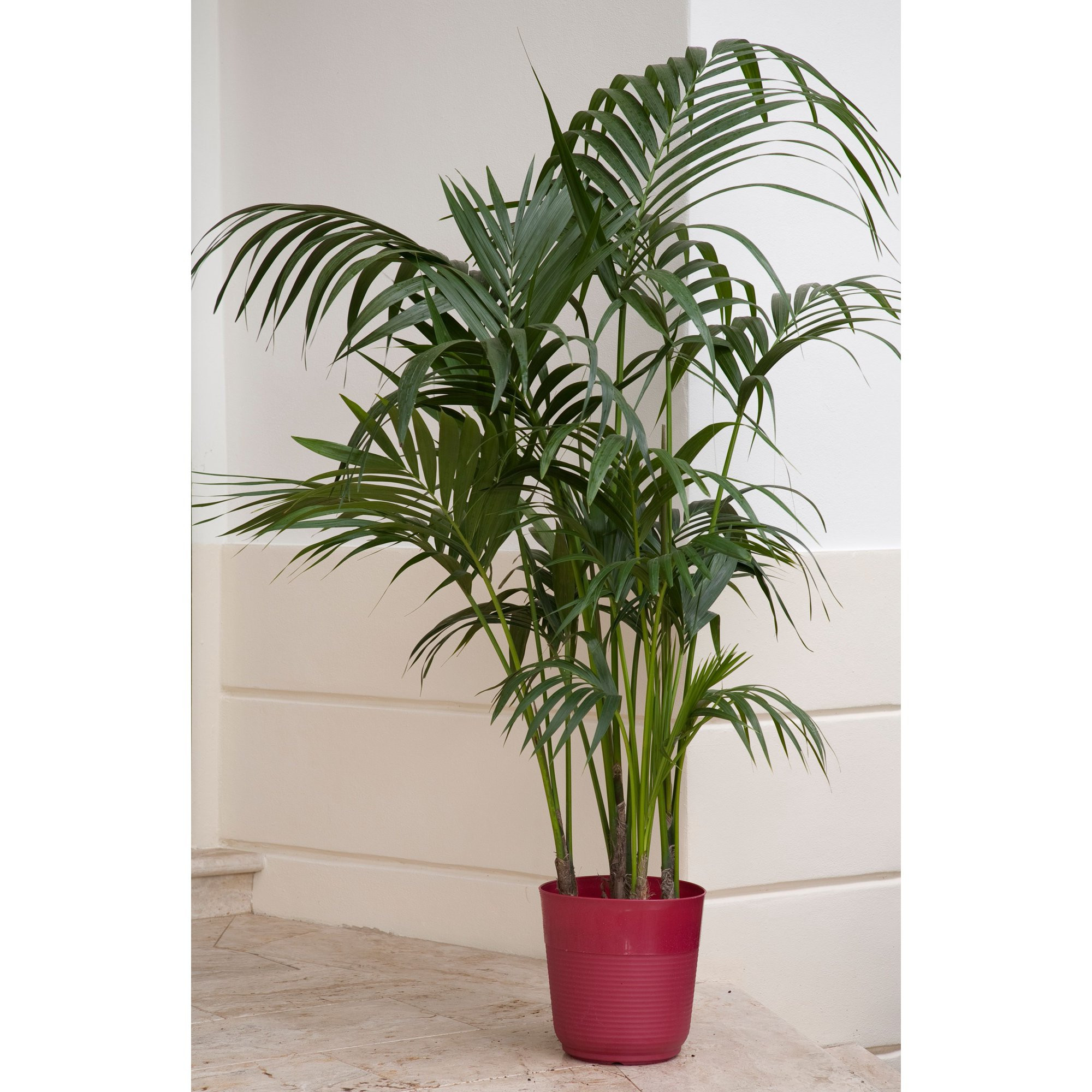 Costa Farms Live Indoor 3ft. Cat Palm, Grower Pot | Walmart (US)
