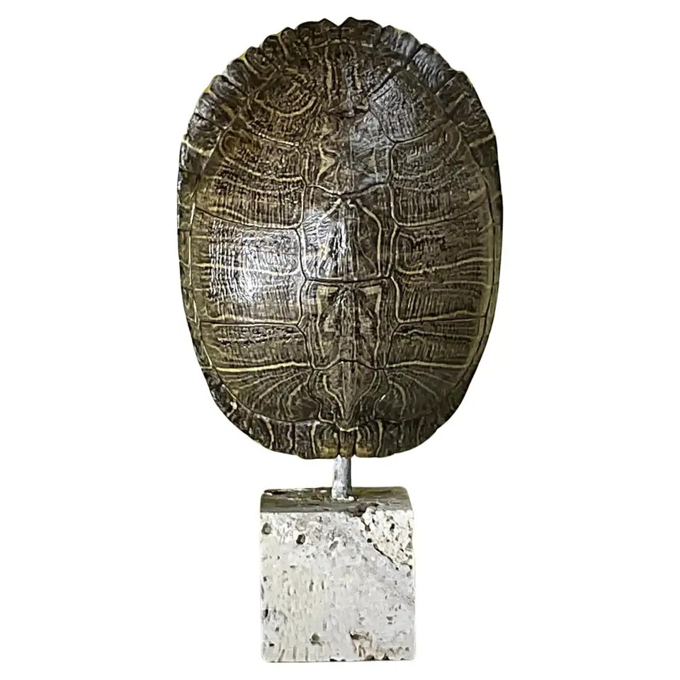 Single Genuine American Fresh Water Turtle Shell | 1stDibs