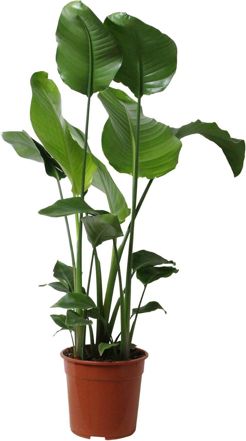 Indoor Plant from Botanicly – Bird of Paradise Flower – Height: 90 cm – Strelitzia Nicolai | Amazon (UK)
