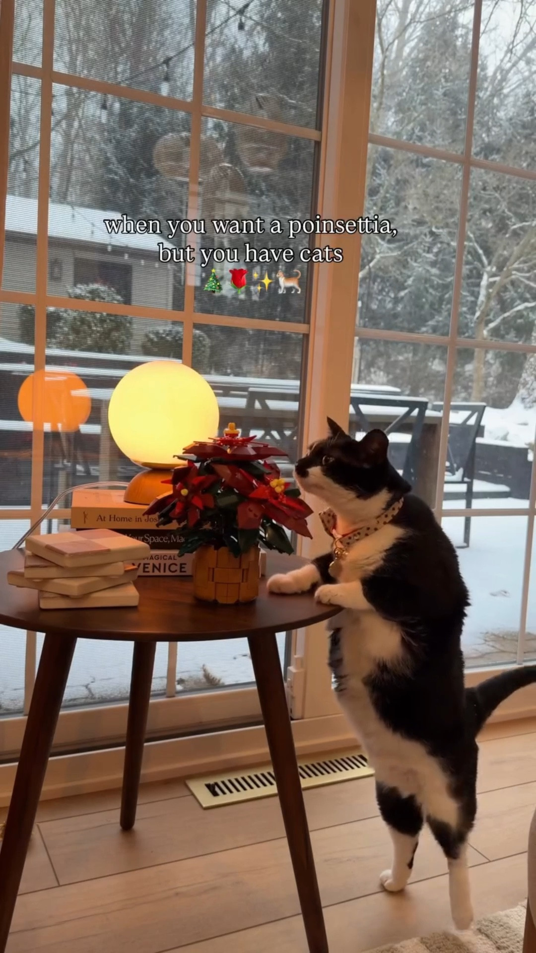 Cat safe poinsettias— yes please! #lego #Christmass

#LTKHome #LTKFindsUnder50 #LTKHoliday