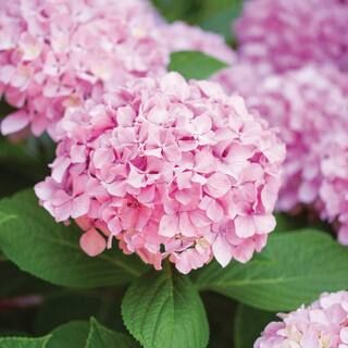 Hydrangea Pink Beauty, Live Bare Root Shrub (Bag of 2) | The Home Depot
