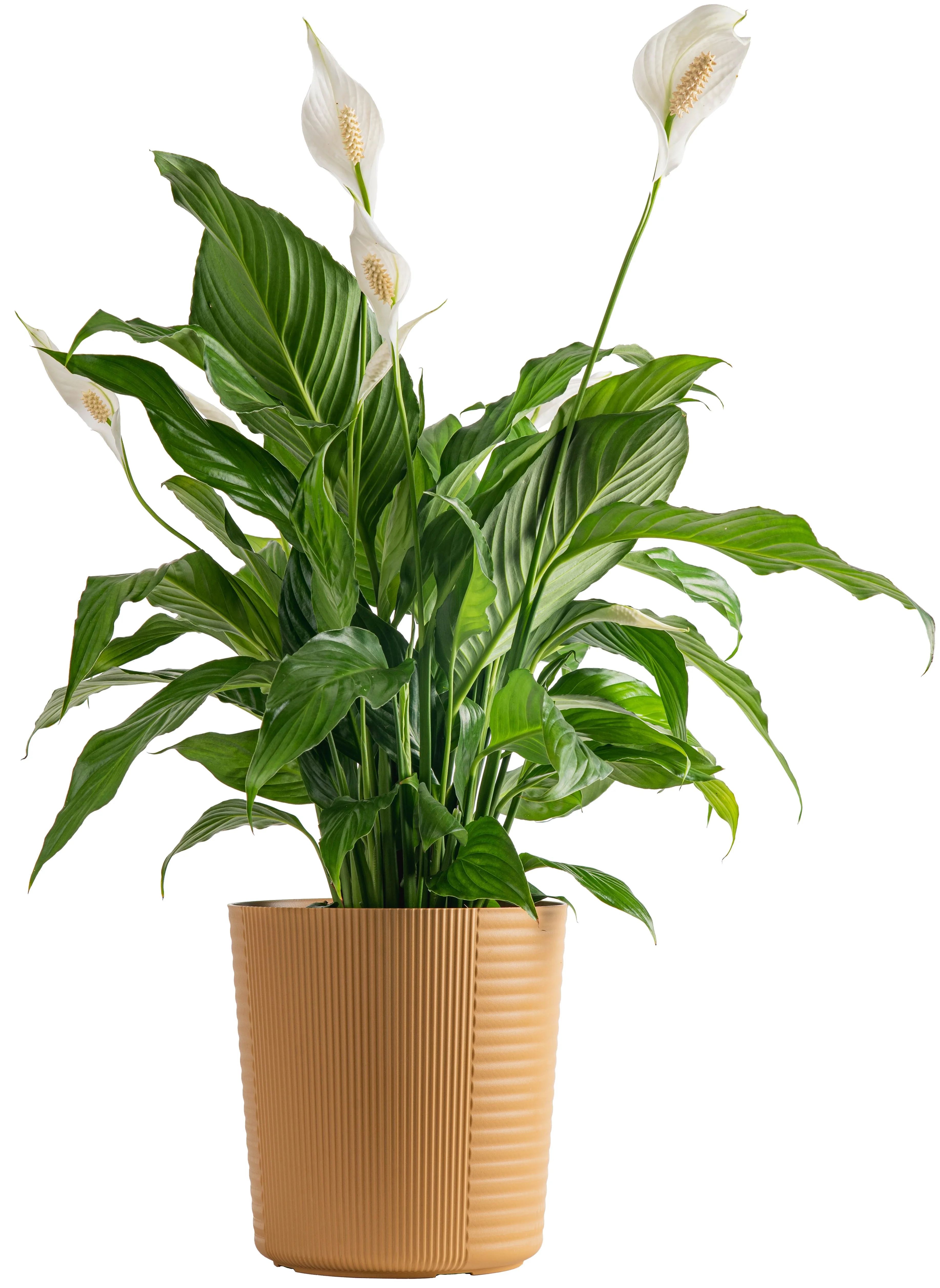 Costa Farms Plants with Benefits Live indoor Plant Peace Lily Plant in 10in Decor Pot | Walmart (US)