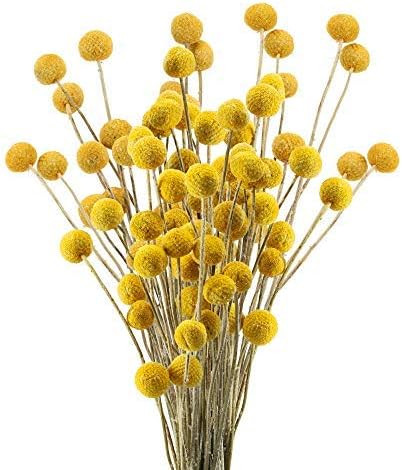 XHXSTORE 30pcs Natural Dried Flowers Yellow Craspedia Billy Balls Dried Flowers Boho Flowers Drie... | Amazon (US)