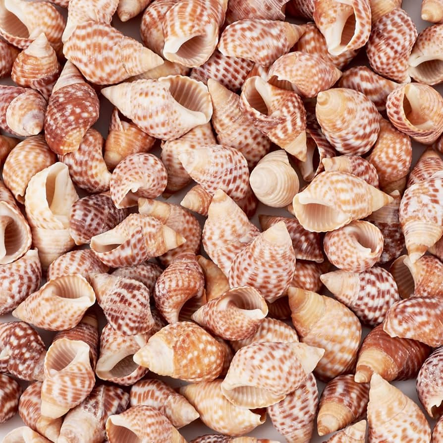 KISSITTY 100pcs Small Sea Shells Natural Ocean Seashell for Crafts DIY Decoration Beach Seashells... | Amazon (US)