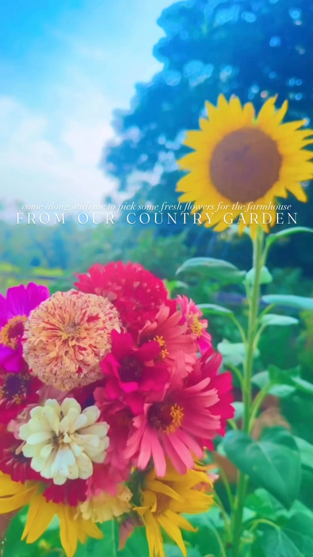 convinced there’s just nothing better than farm fresh homegrown flowers for the farmhouse from our country garden 👩‍🌾💐🧺🌼🦋🌻🌾🪻🫙🌸 #homegrownflowers #livingmydream #flowerchild #countrygarden #farmfreshflowers