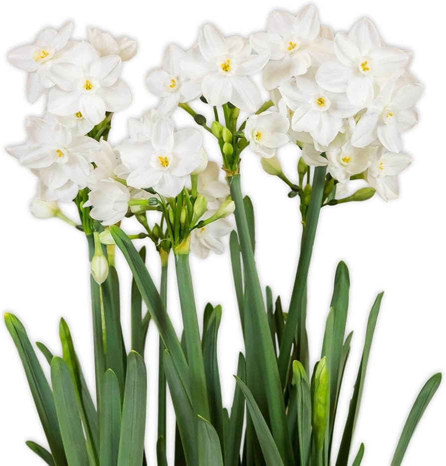 Easy to Grow Narcissus Paperwhite 'Ziva' Plant Bulbs (10 Pack) - Large Flower Bulbs for Indoor Fo... | Amazon (US)