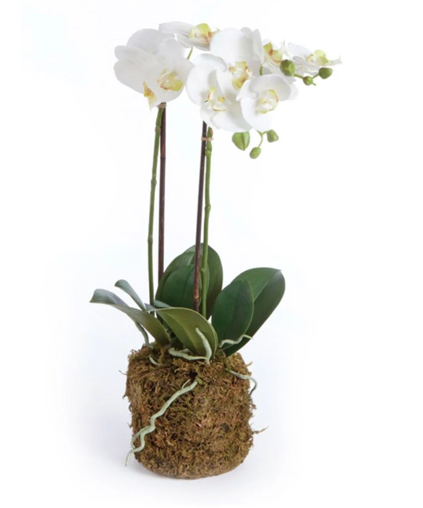 Phalaenopsis Orchid Drop In | House of Blum