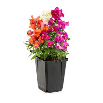 Lowe's Multicolor Snapdragon in 1-Pint Pot | Lowe's