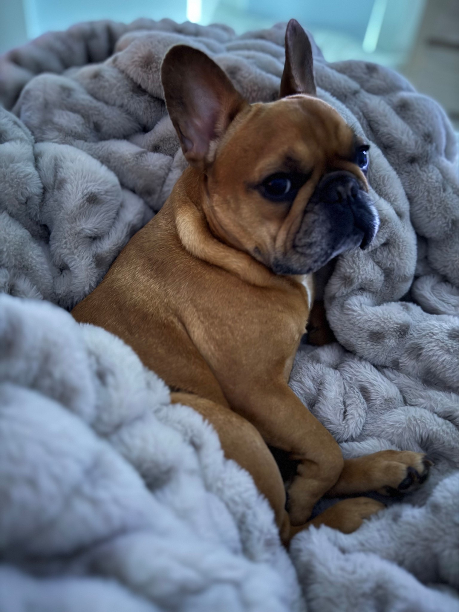 Lola x Bella 

#LTKdayinmylife #LTKHome