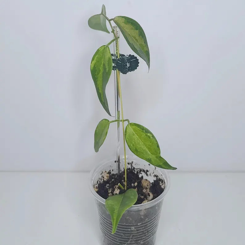 Hoya dennisii Frida | Etsy (Global)