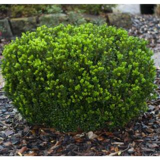 2 Gal Baby Gem Boxwood Shrub | The Home Depot
