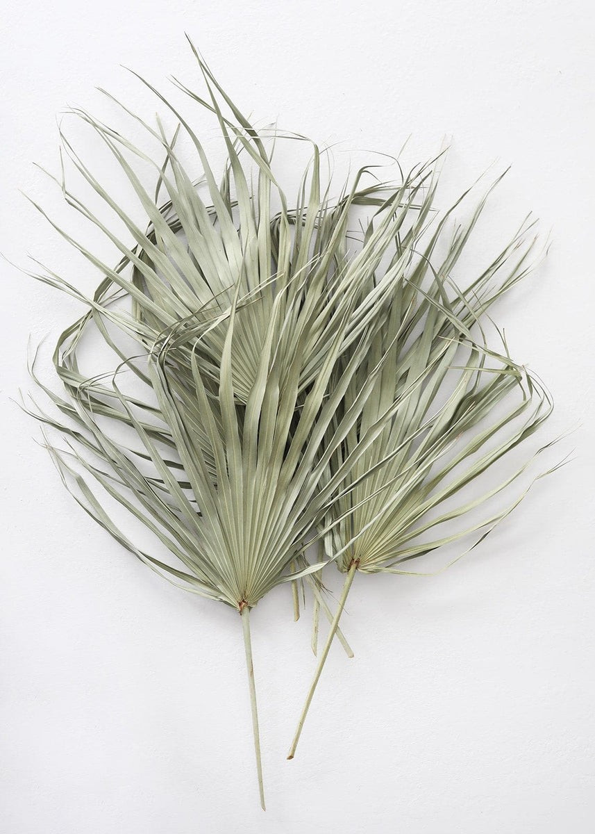 Bundle of 5 Large Natural Fan Palms - 26-30 | Afloral (US)