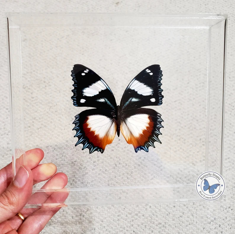 3D Framed Gladiator Butterfly (Hypolimnas dexithea) - 8x7 Acrylic Frame | Etsy (US)