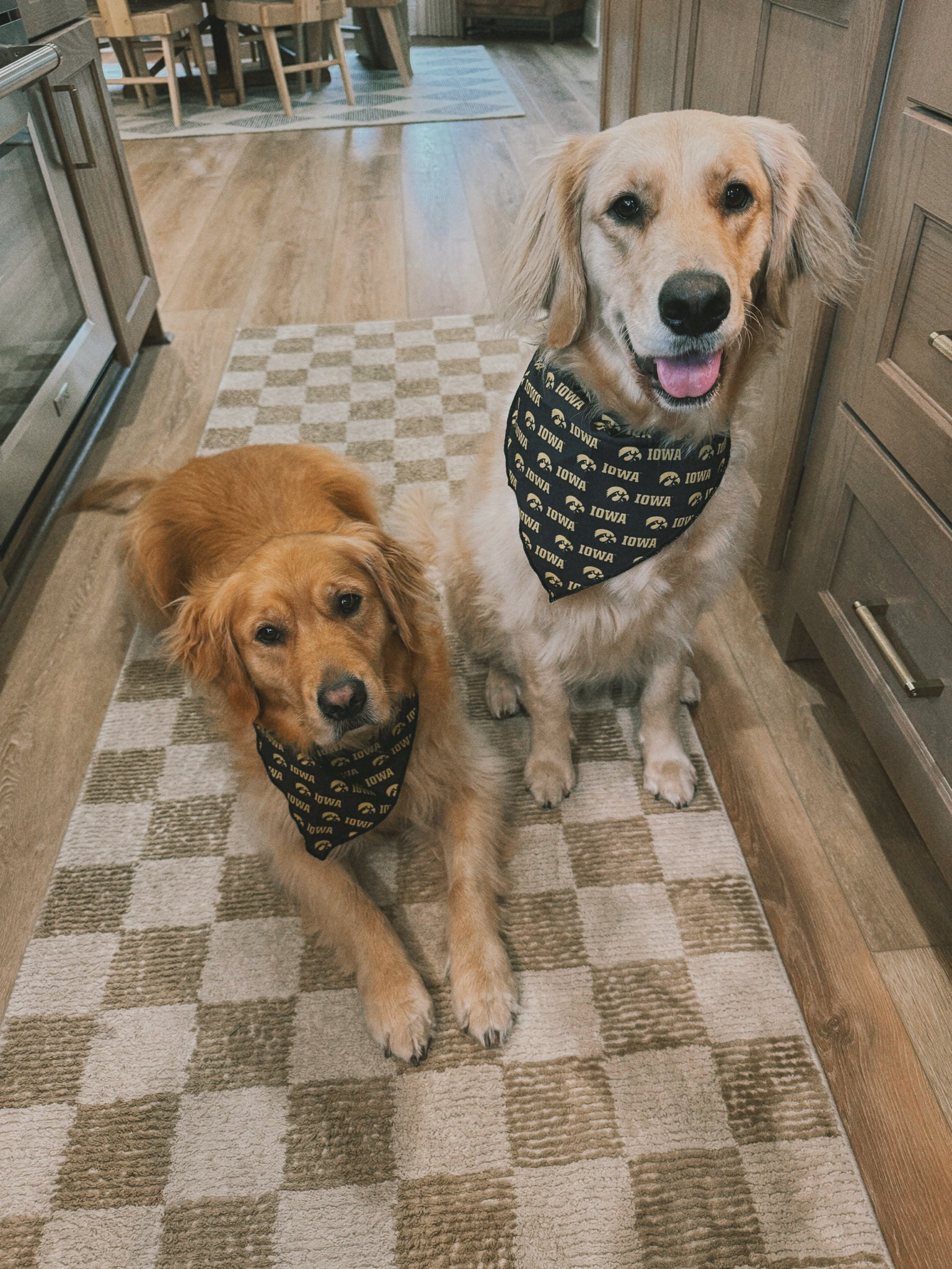 GO HAWKS🐾✨🤍💛 it’s almost time!!! I did the large for their Dana’s! Lots of teams available 😍

Dog mom / Amazon finds / bandanas / golden retrievers / pet / Holley Gabrielle / football season 

#LTKFindsUnder50 #LTKSeasonal