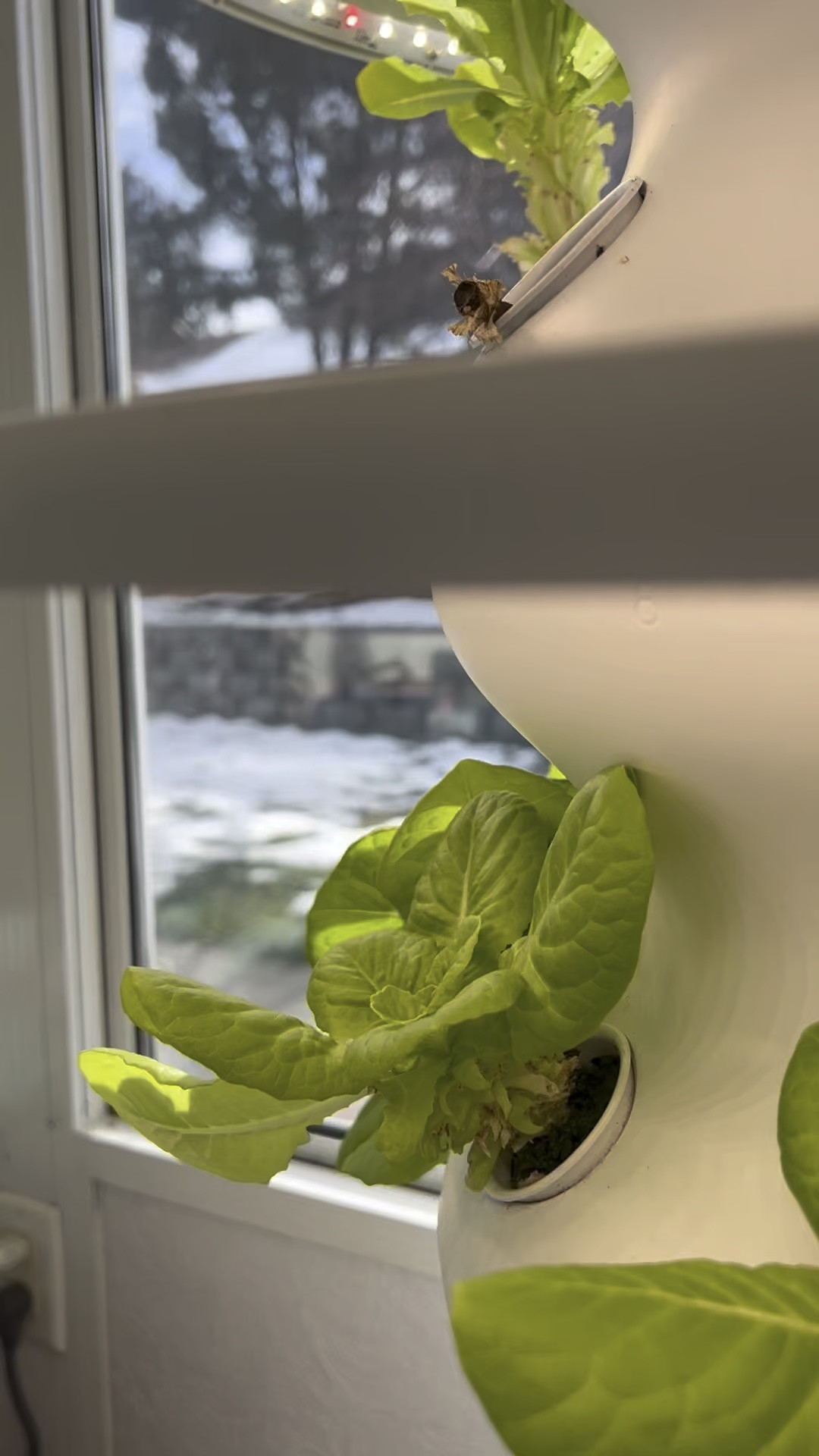 What does a @Lettuce Grow tower look like before and after harvest? Now you know ☺️🥬❤️

Use code GROWKKGROW at checkout for 15% off your purchase! 

#growyourownfood #gardening 

#LTKSeasonal #LTKfoodie #LTKHome