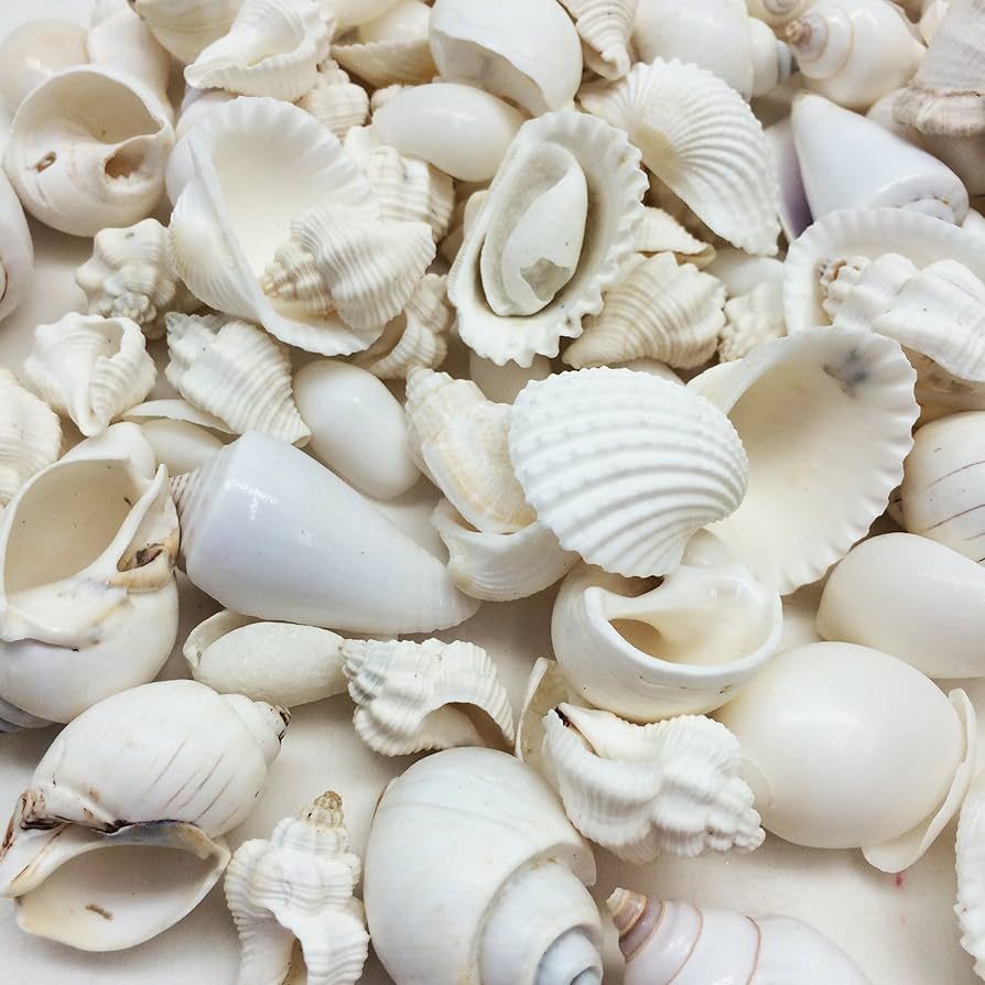 PEPPERLONELY Medium White Shell Mix Sea Shells, 10 OZ Apprx. 70+ PC Shells, 3/4 Inch ~ 1-3/4 Inch | Amazon (US)
