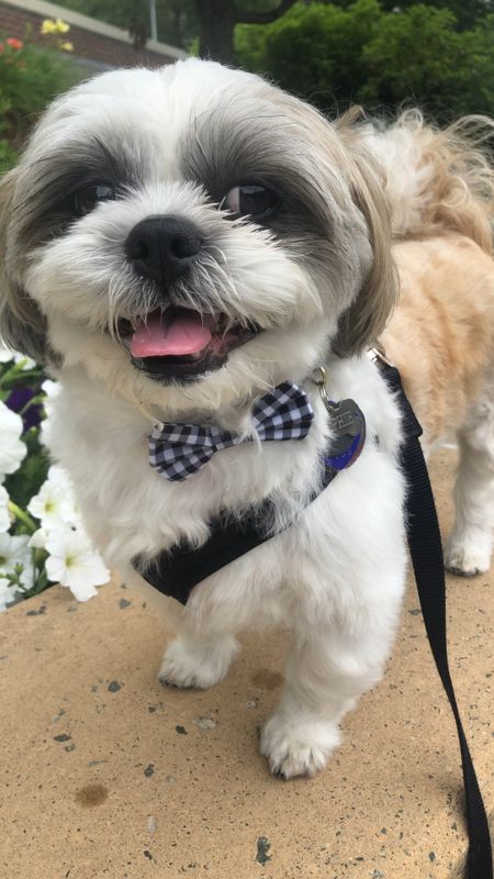 #Sponsored @walmart I love bow ties on Ralphie and how cute is this dainty gingham bow tie dog collar by Vibrant Life? Ralphie took size small and he is a 16 pound Shih Tzu. 

#LTKunder50 #LTKunder100