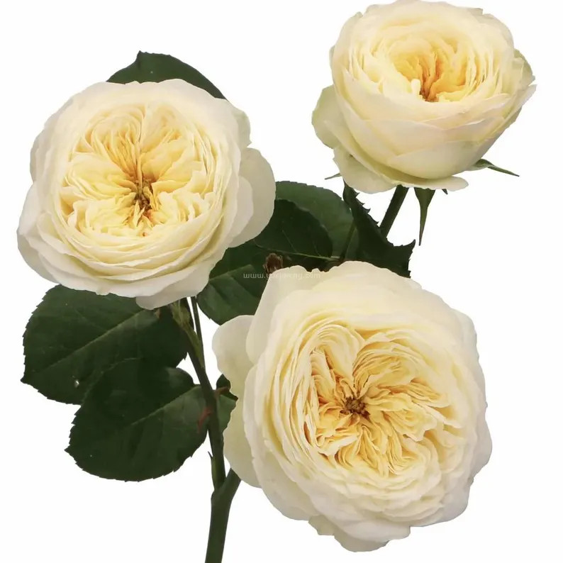 Royal Park 皇家园林 (netherlands), 1 Gallon - Etsy | Etsy (US)