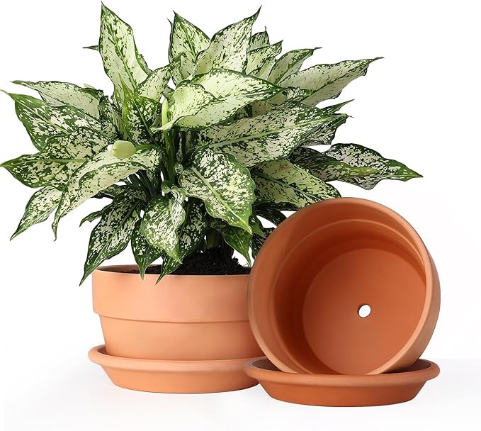 INGOFIN 8 Inch Terracotta Shallow Pots Set with Saucer - Ceramic Clay Pots with Drainage Hole, Te... | Amazon (US)