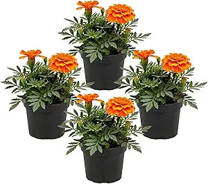 Live Flowering Marigold - Durango Orange (4 Per Pack), Beautiful Spring Color, 8" Tall by 4" Wide... | Amazon (US)