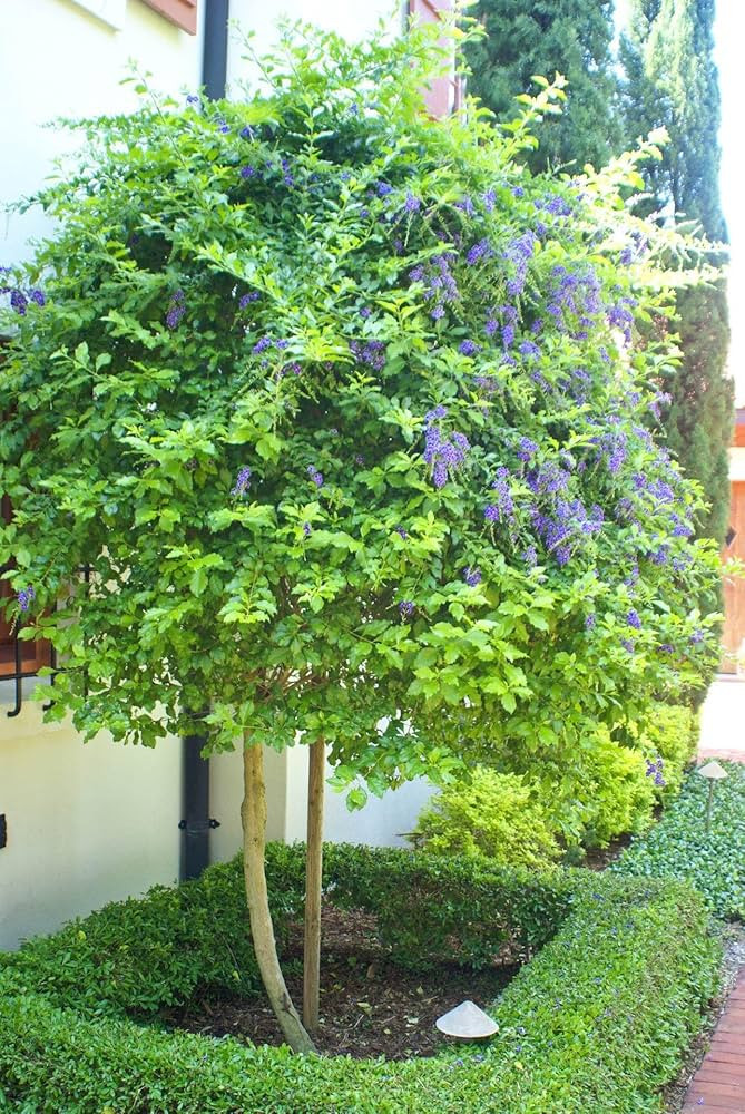 Duranta erecta–Standard–Attracts Butterflies and Birds 10" Pot | Amazon (US)