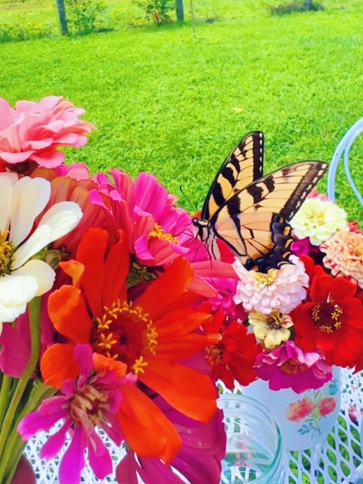h o m e g r o w n  f a r m  f r e s h  f l o w e r s &  b u t t e r f l i e s  have my heart 💐🦋🌼🫙🌸👩‍🌾🪻🪴🧺 #themabryfarm #farmfreshflowers #homegrowngoodness #flowersandbutterflies #flowersaremyfavorite