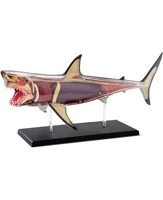 Toy Anatomy Shark Kit | Macys (US)