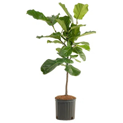 Costa Farms Indoor Fiddle Leaf Fig Ficus Lyrata Standard House Plant in 10-inch Grow Pot | Wayfair North America