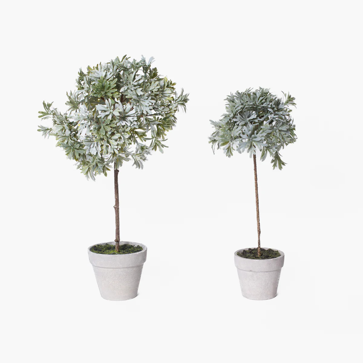 Potted Senecio Topiary | Stoffer Home