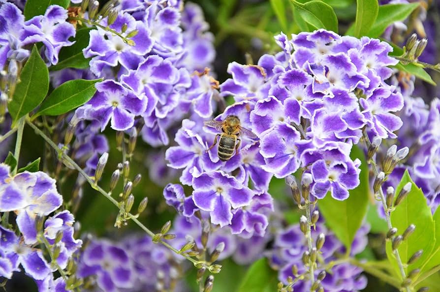 10 Golden Dewdrop Duranta Erecta Repens Golden Foliage Blue Violet Purple White Flower Orange Orn... | Amazon (US)