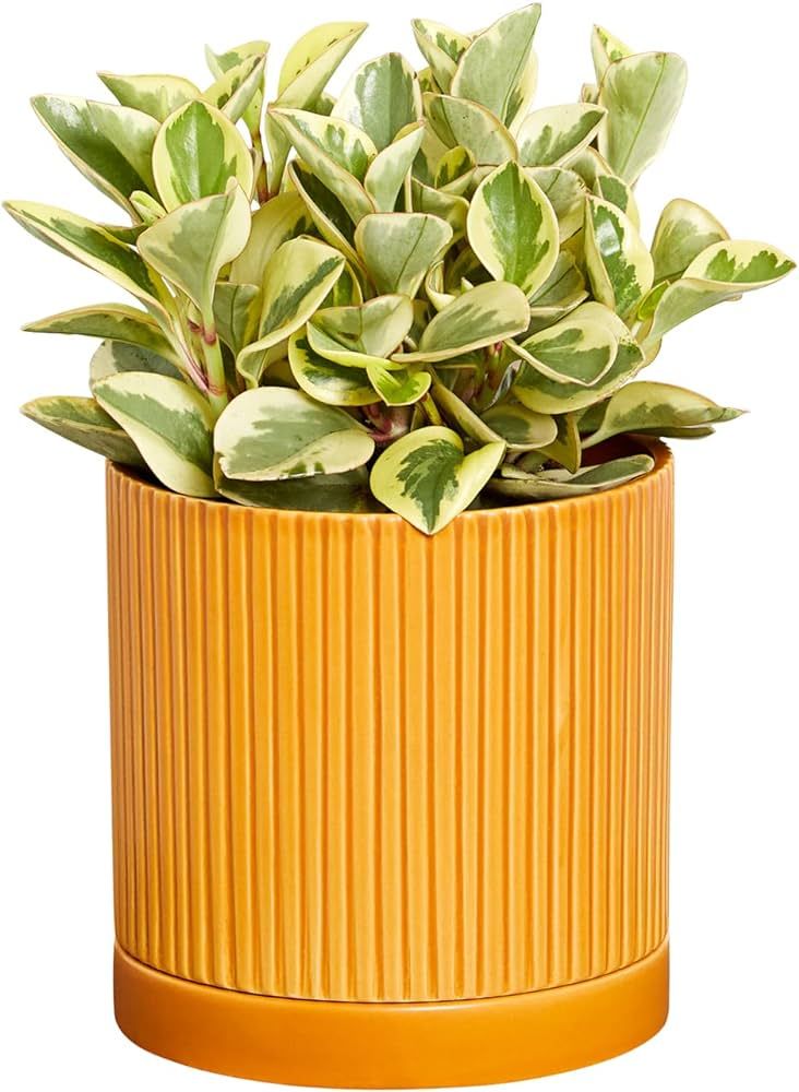Greendigs Peperomia Plant in Orange Ceramic Fluted 5-Inch Pot - Pet-Friendly Houseplant, Pre-pott... | Amazon (US)