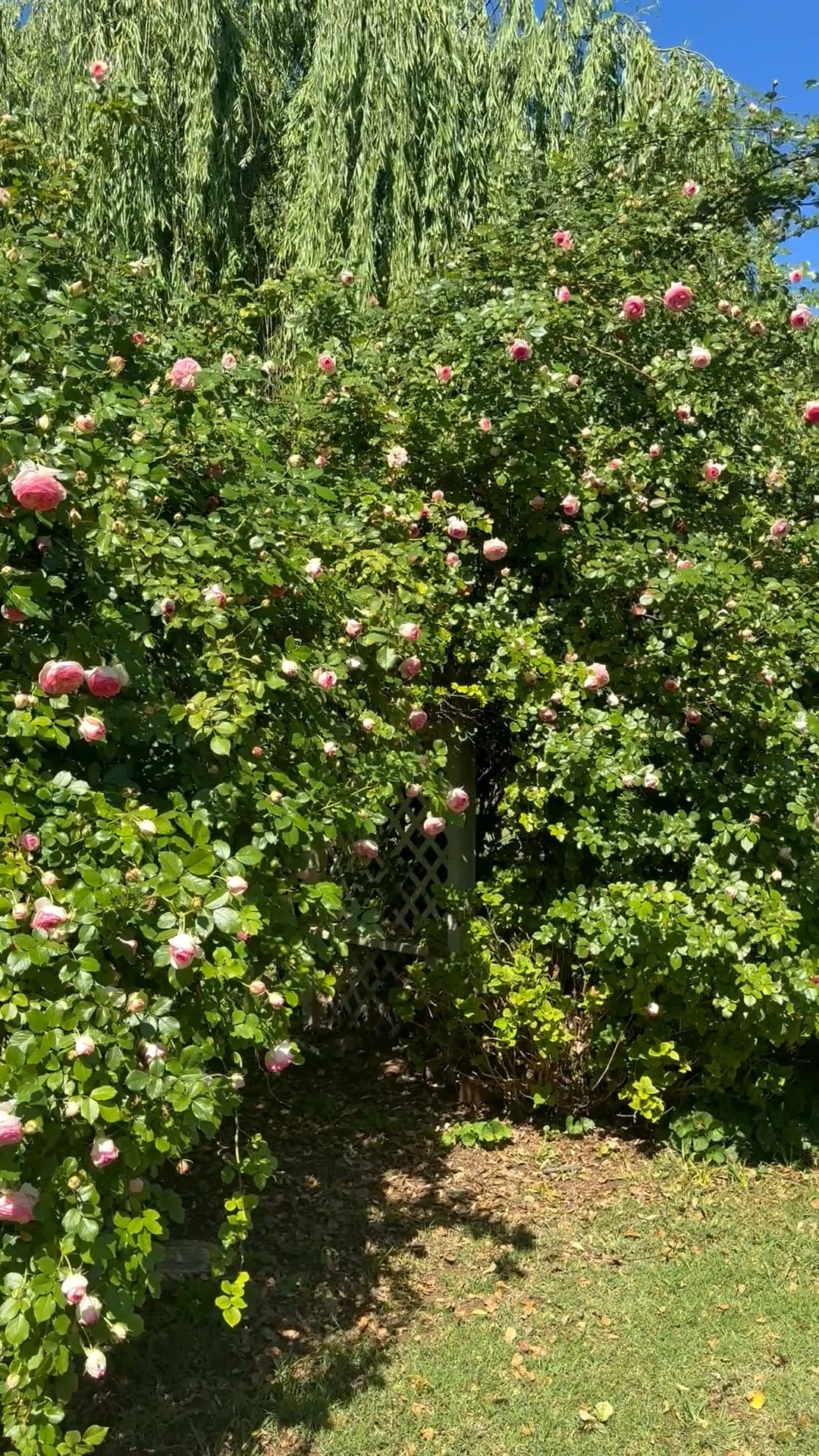 Here is our gorgeous pink Eden rose just starting to bloom on our trellis! It is blooming nearly a month ahead of schedule! It’s supposed to be about 80 degrees this weekend, so I have a feeling that it will be in full bloom very soon. How about you? 

If you’d like to grow your own Eden rose aka Pierre de Ronsard rose, I have shared a few of my favorites as well as the soil and drippers we use and a few gorgeous arbors // arches // trellises ❤️

#LTKSeasonal #LTKdayinmylife #LTKHome