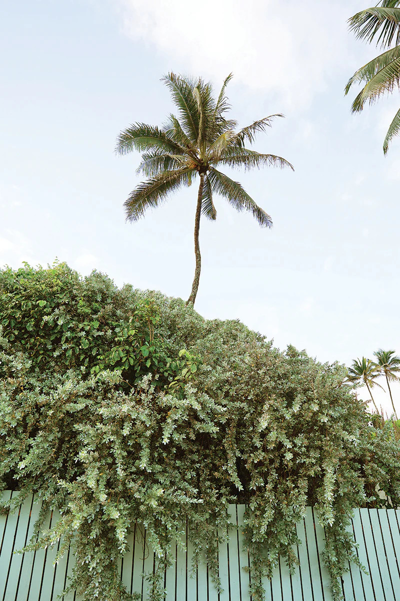 Summer Greens | Juniper Print Shop