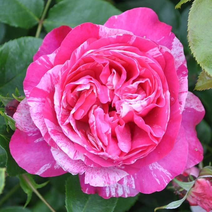 Raspberry Cream Twirl Climbing Rose by Heirloom Roses - Live Climbing Roses | Amazon (US)