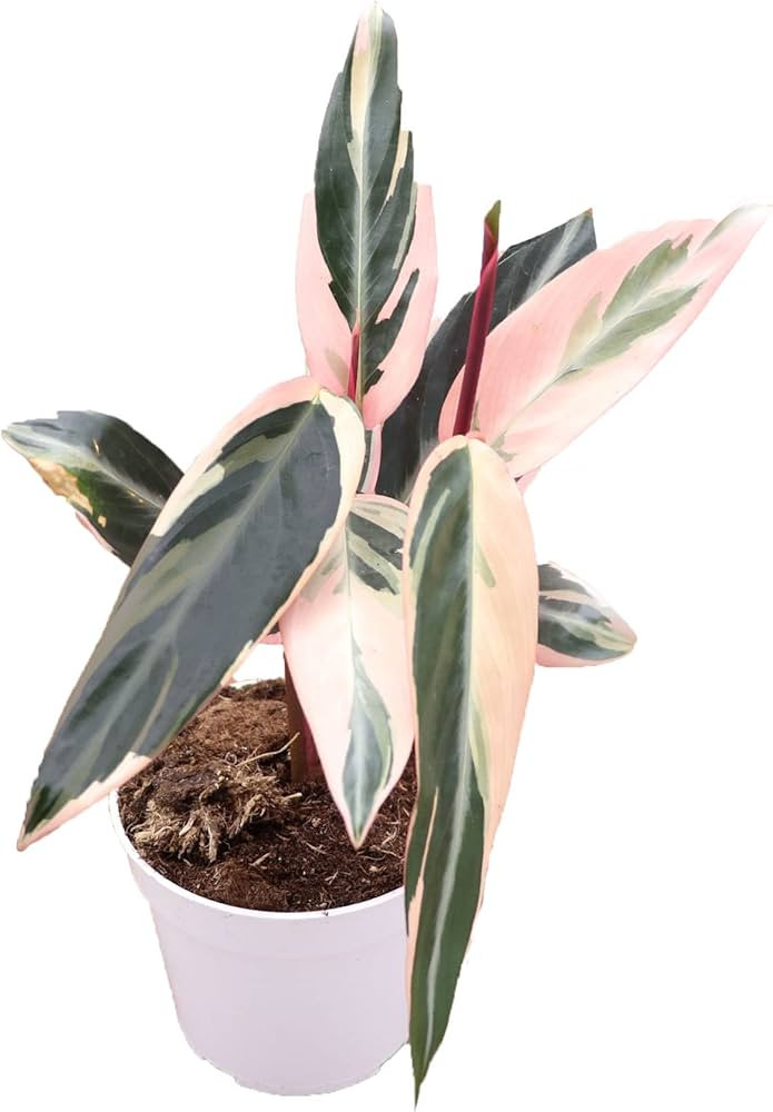 Calathea Triostar | 4 inch | Tropical Ambiance | Amazon (US)